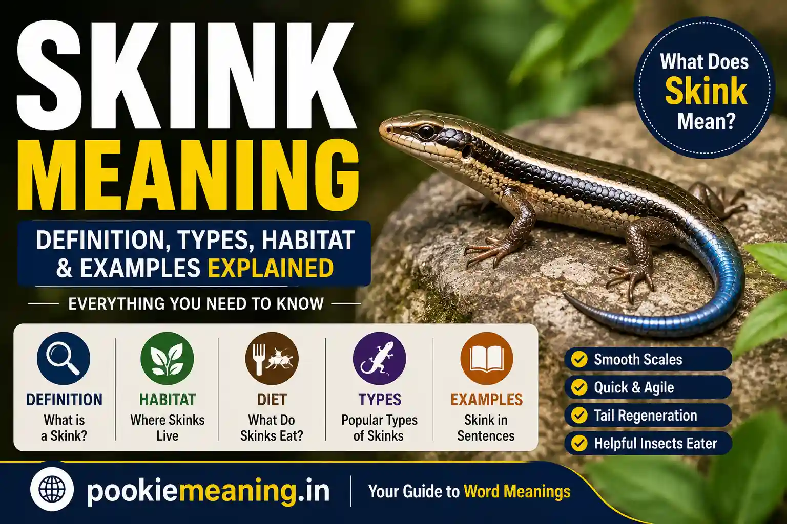 Skink meaning